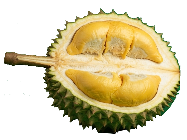 Múi sầu riêng chín Krông H'Năng